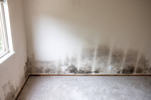 Asbestos and Lead Testing During Mold Inspection in East Chicago, IN